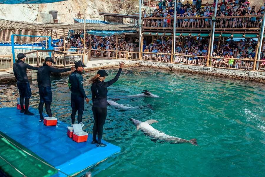 Espectacular show de delfines en el Acuario El Rodadero mostrando la increíble inteligencia y agilidad de estos mamíferos marinos