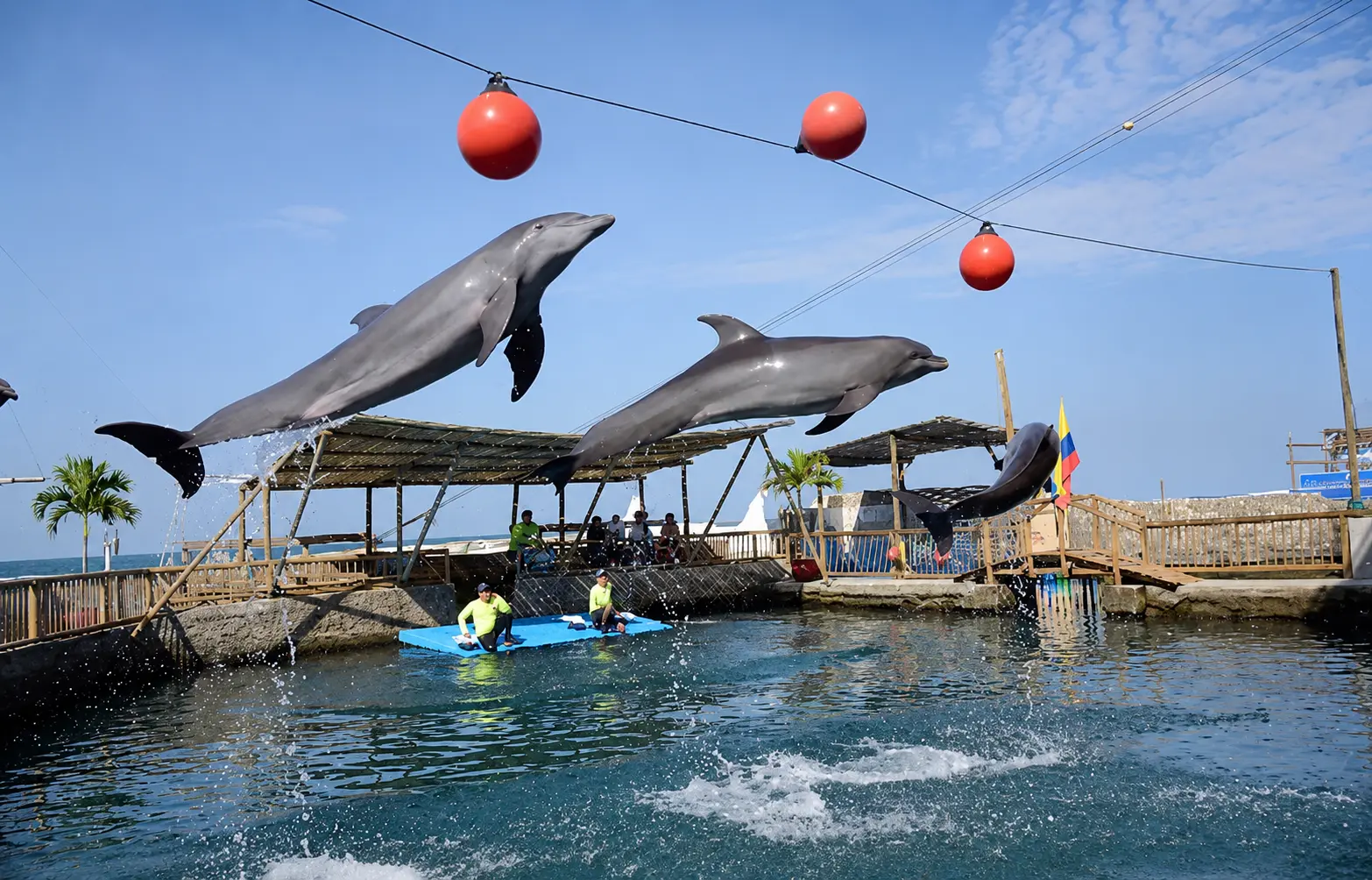 Show de delfines en familia